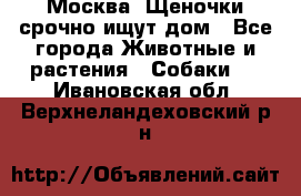 Москва! Щеночки срочно ищут дом - Все города Животные и растения » Собаки   . Ивановская обл.,Верхнеландеховский р-н